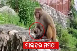 monkey seen carrying baby cat