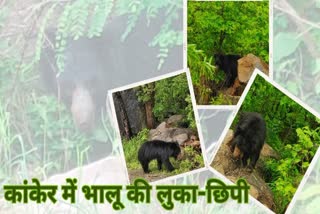 Bear hide and seek on Gadhiya mountain of Kanker