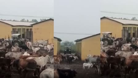 गौवंश को घसीटने का वायरल वीडियो