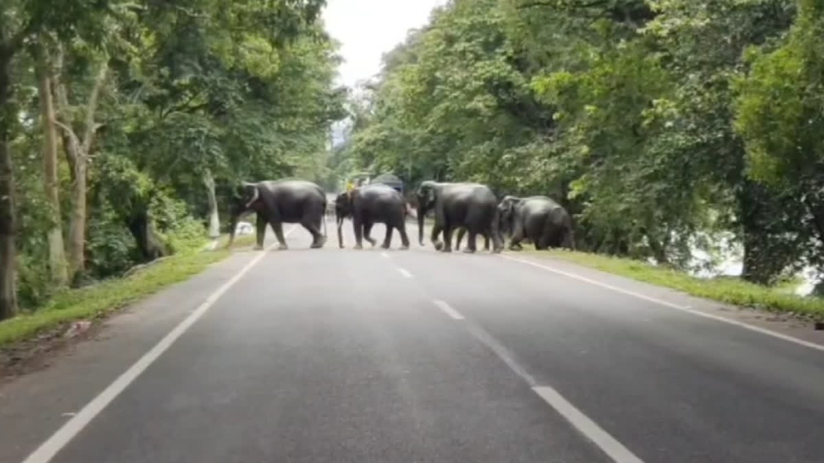 Kaziranga National Park floods