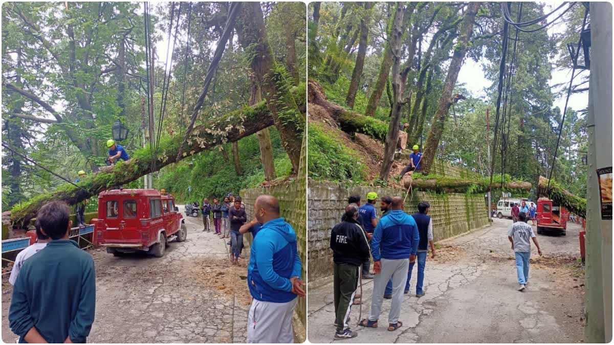 Tree fell on Camel Back Road