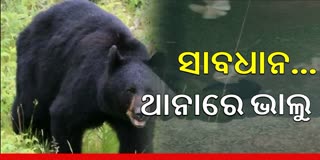 Bear found in Papdahandi police station Premises