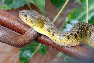 World Snake Day 2024