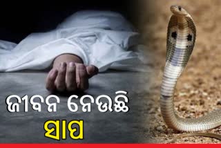 ଆଜି ବିଶ୍ବ ସର୍ପ ଦିବସ: କେତେ ପ୍ରଭାବୀ ଆଣ୍ଟିଭେନମ, କେମିତି ବଞ୍ଚାଇବେ ଜୀବନ