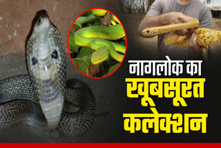 SNAKES IN NAGALOK JASHPUR