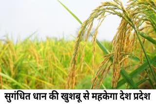 Chhattisgarh paddy farming