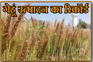 Wheat Production New Record