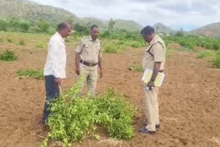 YSRCP Leader Cut Lemon Trees