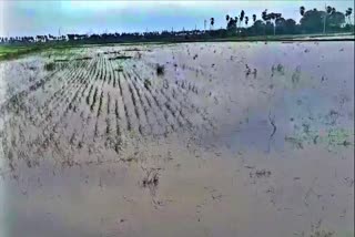 Paddy Crops Were Waterlogged Due to Heavy Rains in Krishna District