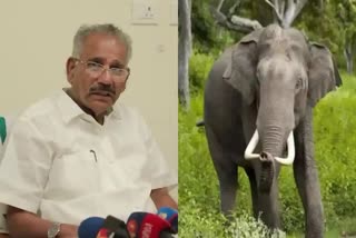 FOREST MINISTER AK SASEENDRAN  ELEPHANT CENSUS IN KERALA  വനം മന്ത്രി എ കെ ശശീന്ദ്രന്‍  ആന സെന്‍സസ്‌