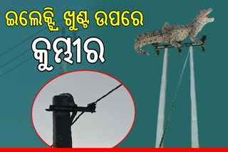 Baby Crocodile Climbs Atop 25 Feet High Electric Pole