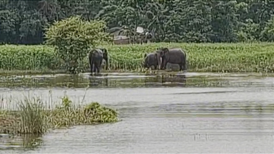 The current floods have killed 212 wildlife animals including 10 rhinos in the Kaziranga National Park