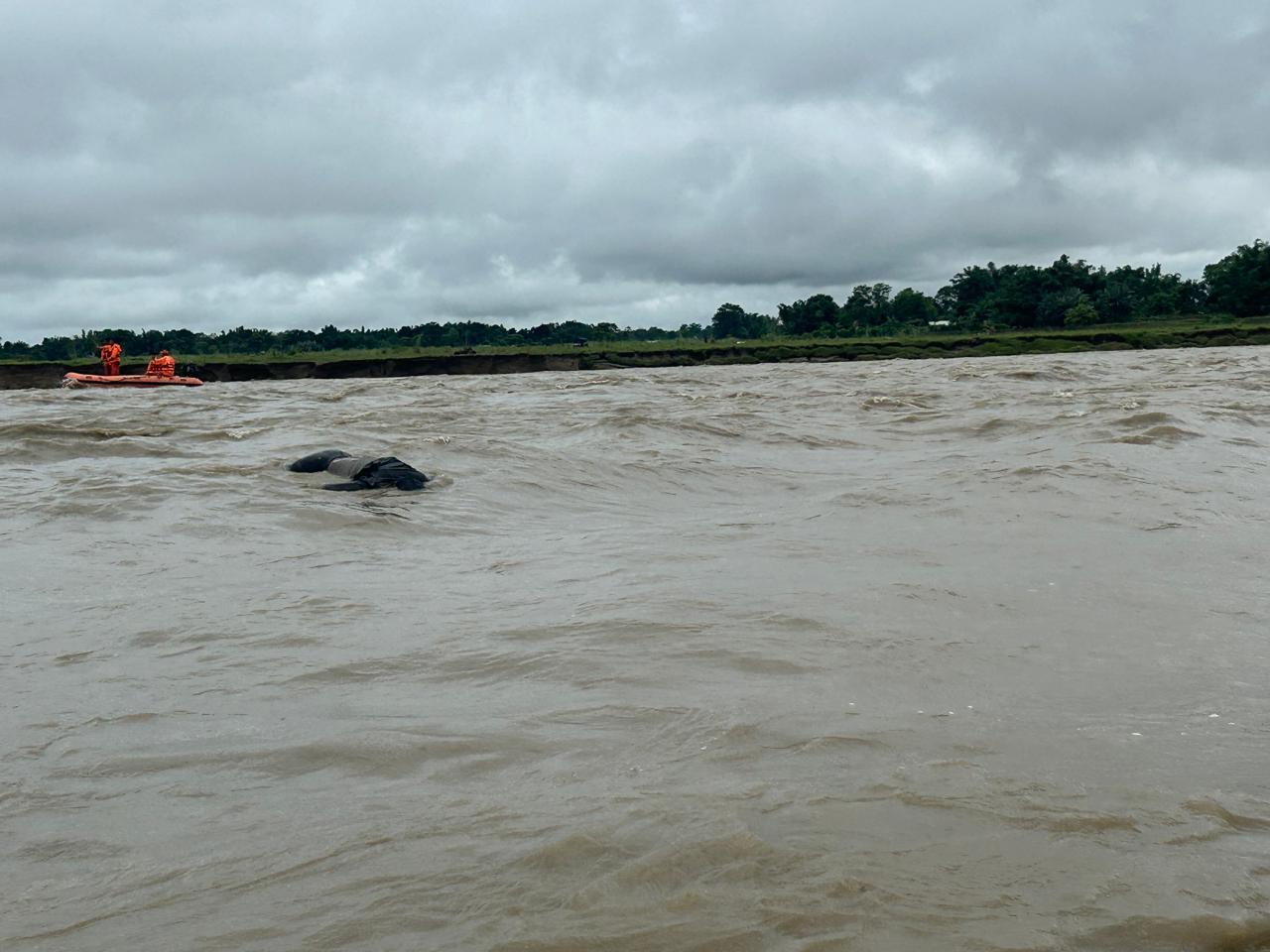 The current floods have killed 212 wildlife animals including 10 rhinos in the Kaziranga National Park