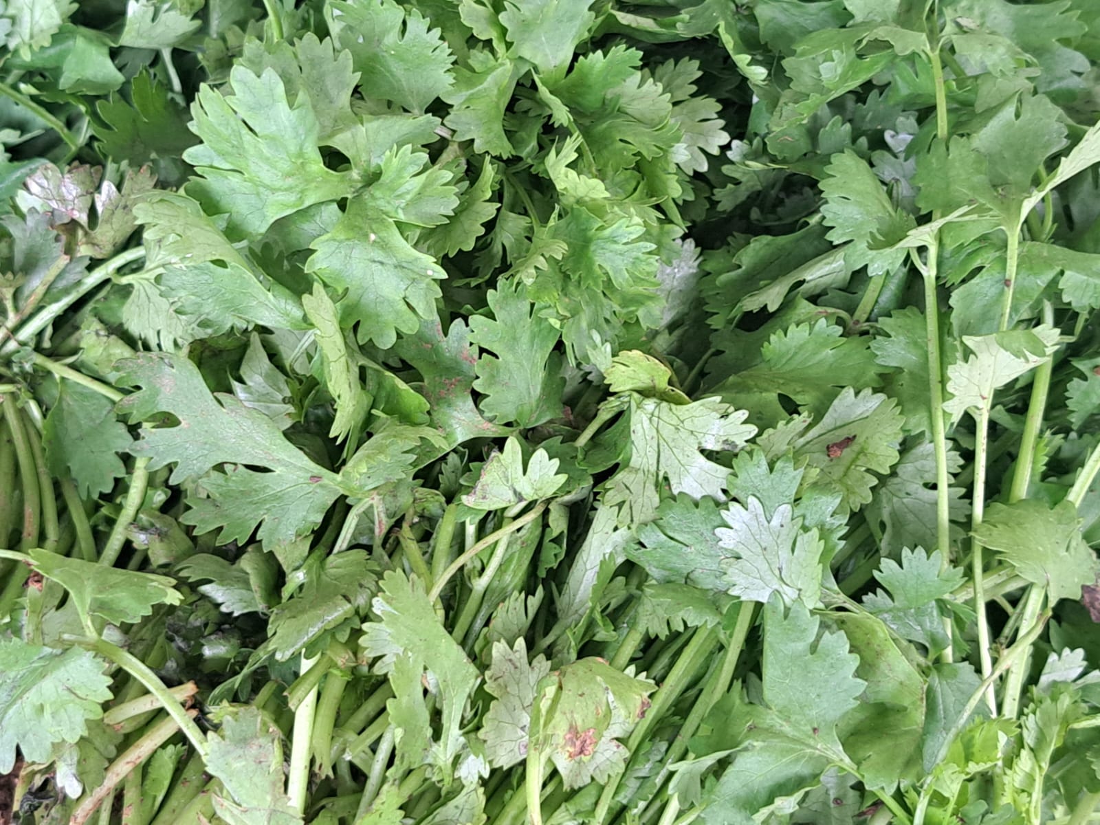 Benefits Of Coriander Leaves