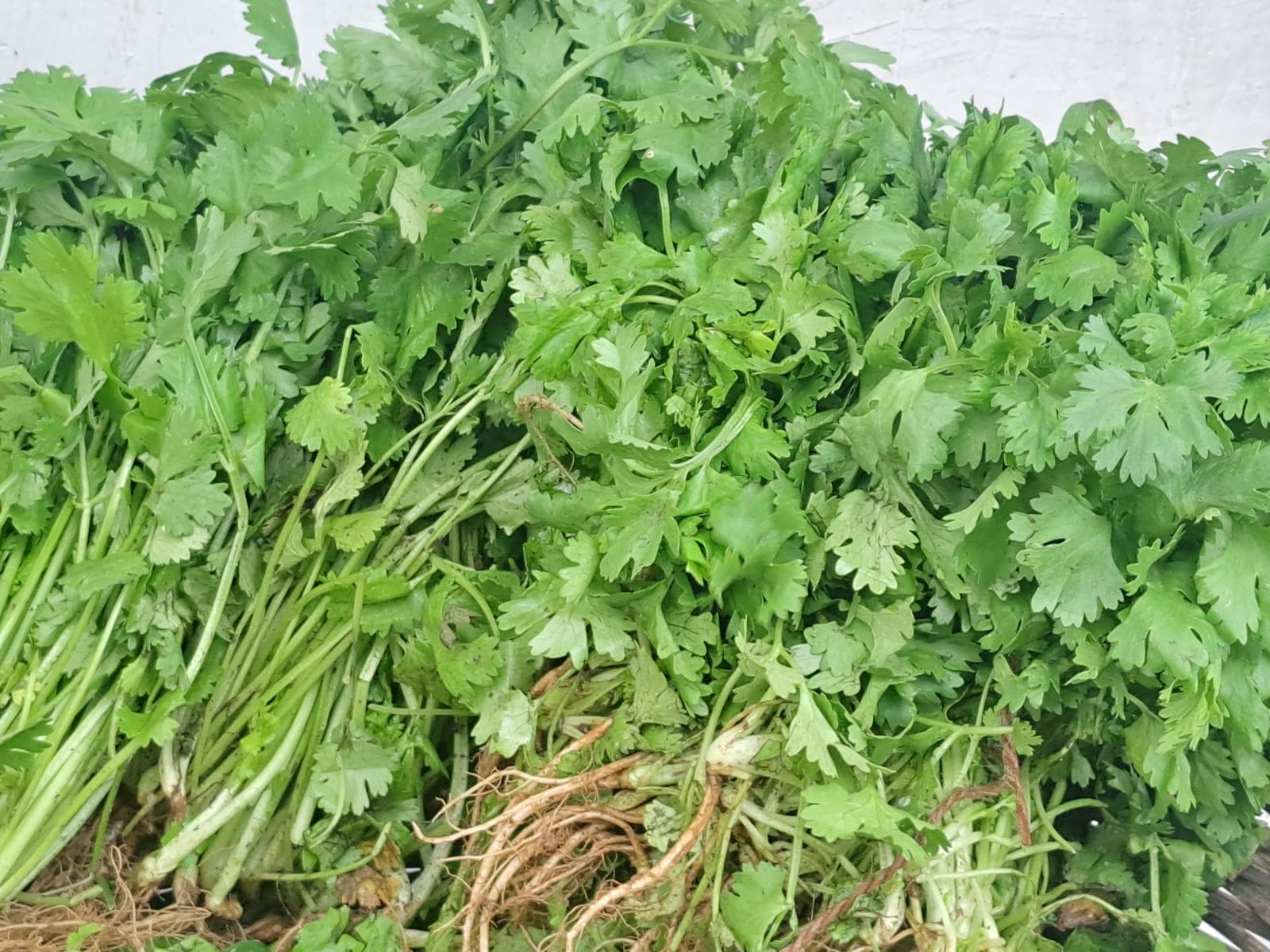 Benefits Of Coriander Leaves