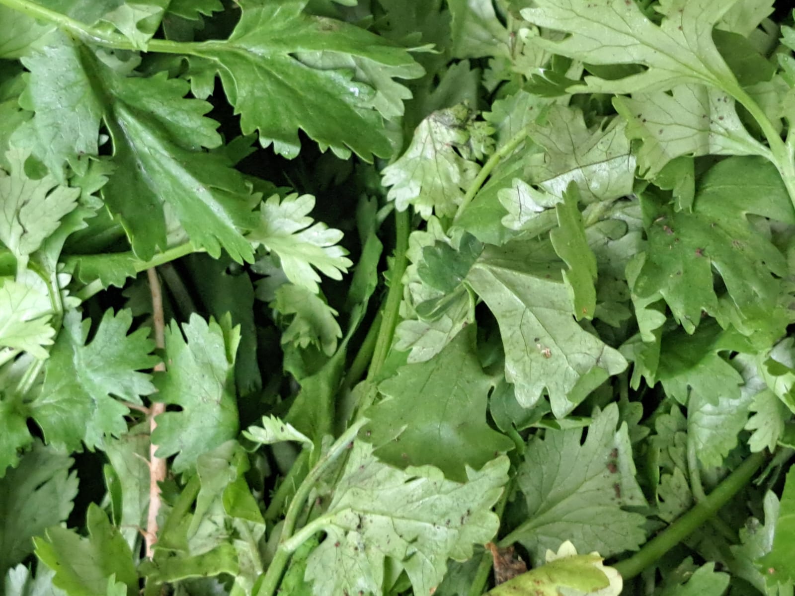 Benefits Of Coriander Leaves