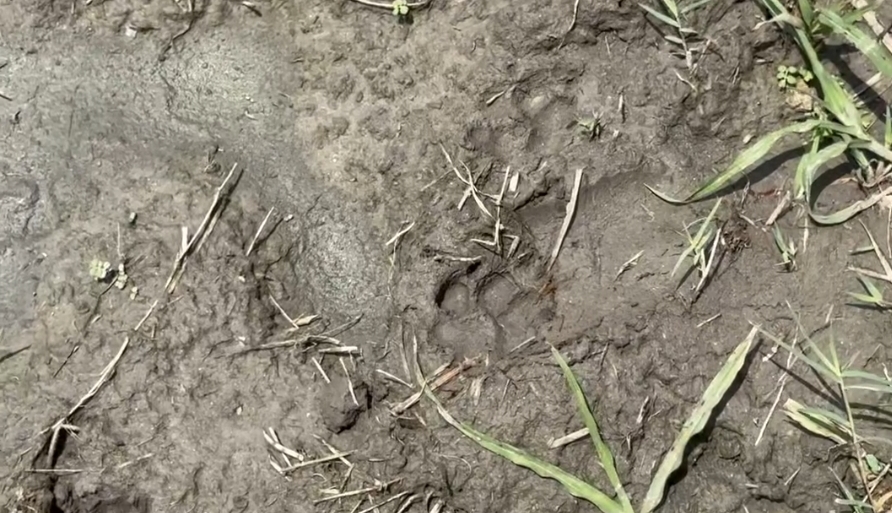 Cheetah in Barnala district