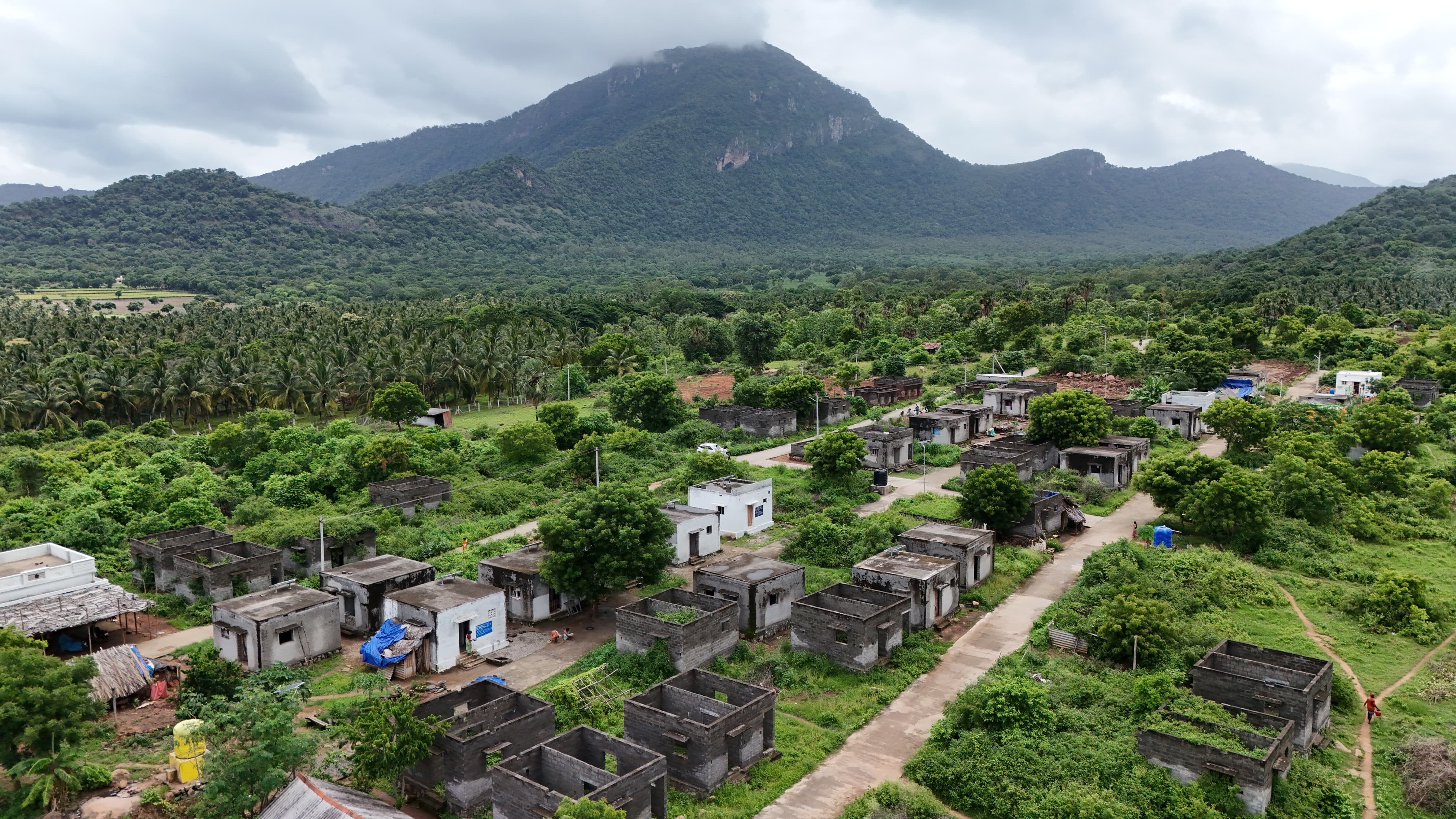 வீடுகளுக்குள் வளர்ந்துள்ள மரங்கள்