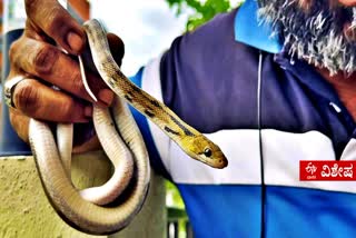 WORLD SNAKE DAY  ವಿಶ್ವ ಹಾವುಗಳ ದಿನ  RAICHUR  SNAKE BITES  SNAKE BITE MEDICINE