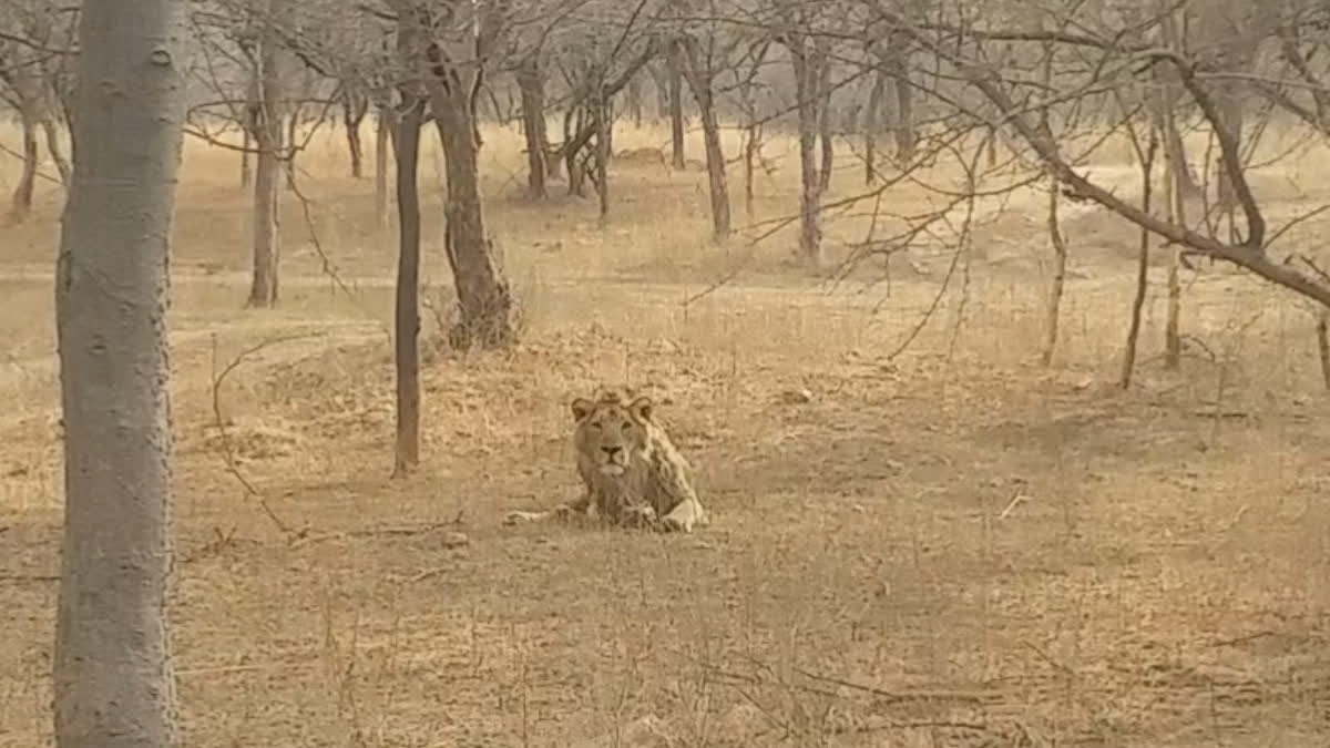 Asiatic lion GS died in Nahargarh Biological park