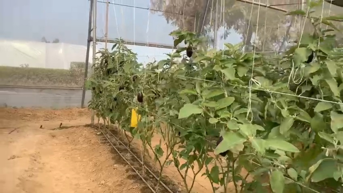 vegetable farming in haryana