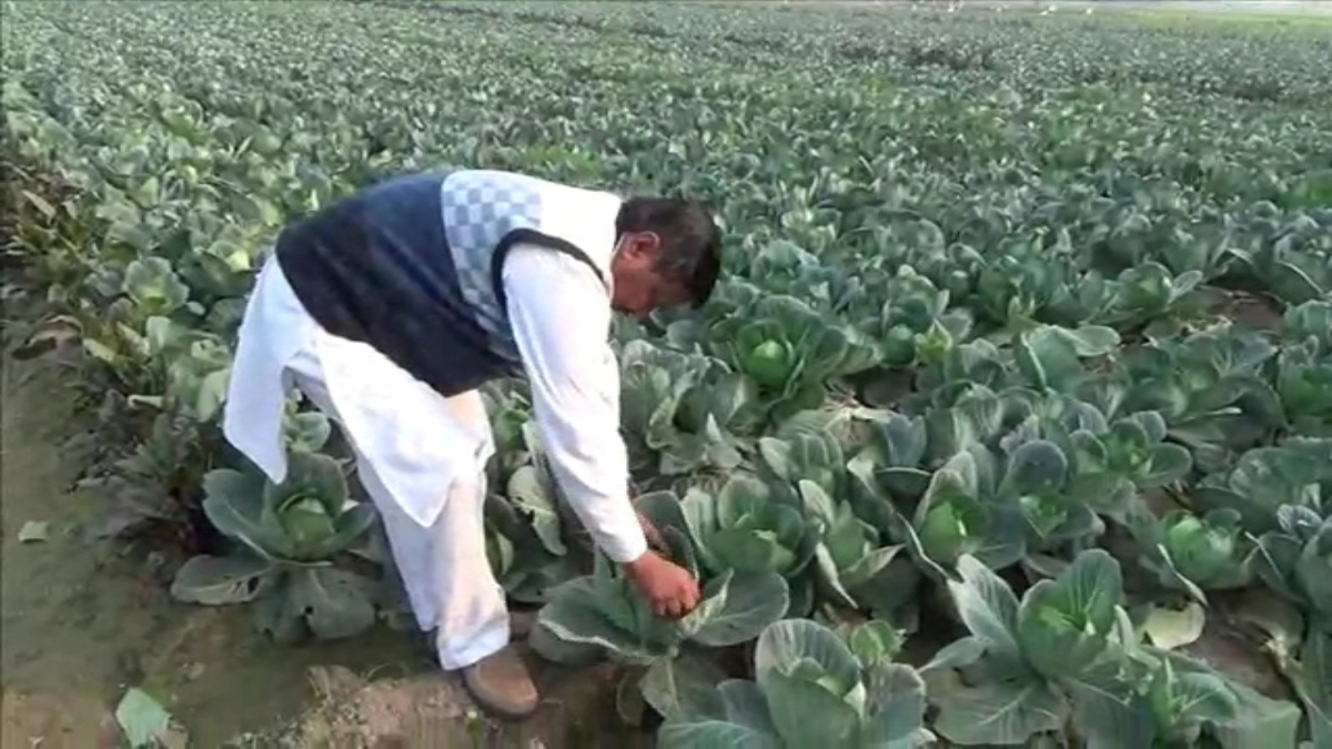 vegetable farming in haryana