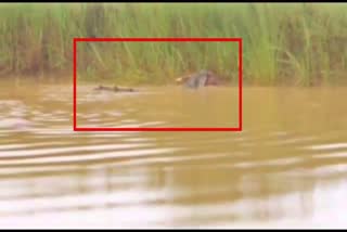crocodile attack in Jajpur