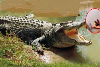 Crocodile Attack