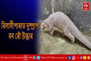 Rare species of Pangolin rescued in Bilasipara