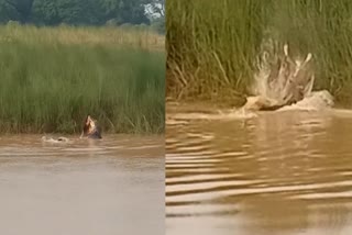 Crocodile attacks woman in Jajpur  ജാജ്‌പൂർ  Crocodile attacks Odisha  Crocodile attacks  യുവതിയെ കടിച്ചുകൊന്ന് മുതല  മുതലയുടെ ആക്രമണം  Odisha Crocodile attack  Crocodile attack woman  Crocodile attack news