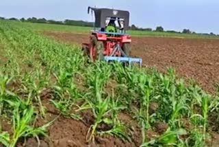 Farmer destroyed the cowpea crop