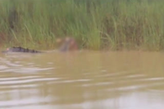 Crocodile Attack on Woman in Jajpur ETV BHARAT