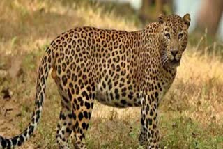 cheetah died under suspicious circumstance in Madakasira