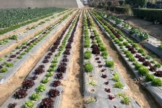 vegetable farming in haryana
