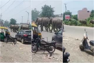 video of haridwar elephants viral