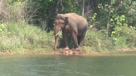 total cost of mission Arikomban  mission Arikomban  forest department  Arikomban  കോടനാട് കൂട് നിര്‍മാണം  വനം വകുപ്പ്  അരിക്കൊമ്പന്‍ ദൗത്യത്തിന്‍റെ ചെലവ്