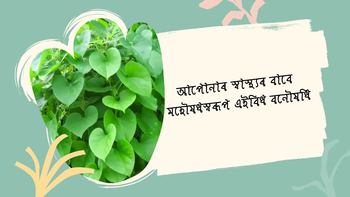 Giloy is very beneficial for your health