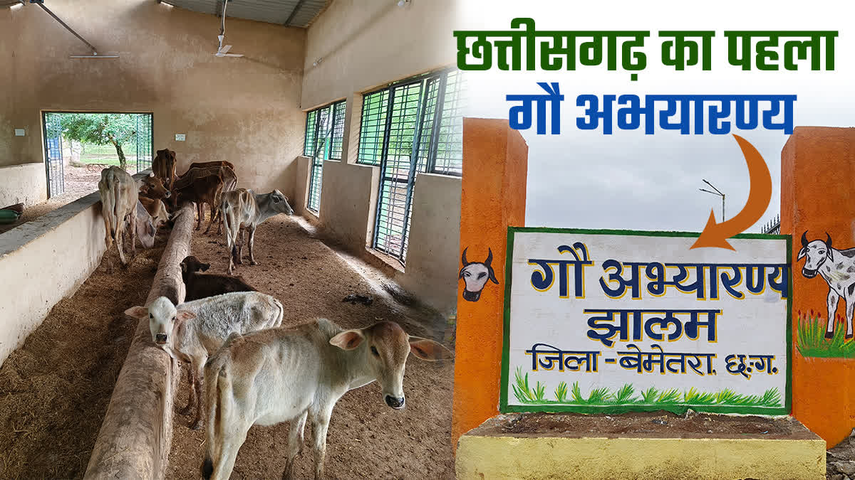 FIRST COW SANCTUARY IN CHHATTISGARH