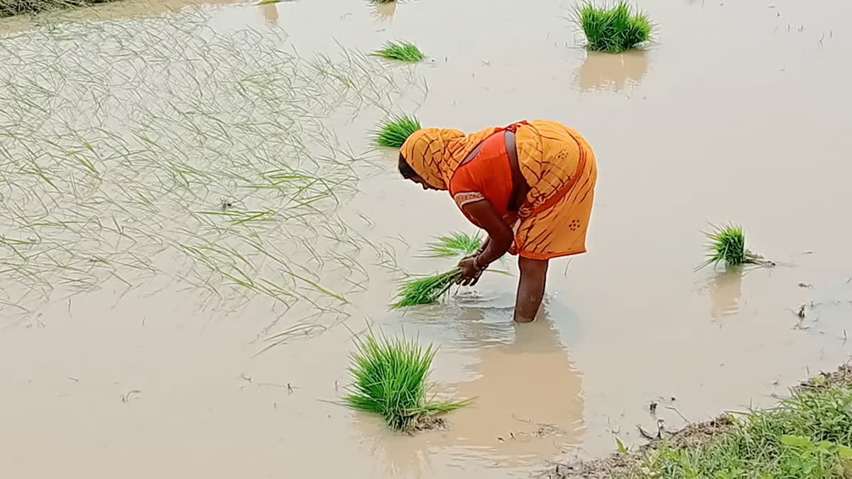 Farmers happy with rain in Latehar