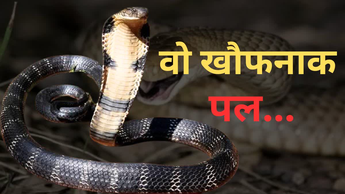 Rajasthan Snake News