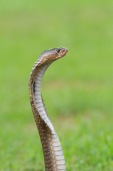 POISONOUS SNAKES IN JHARKHAND