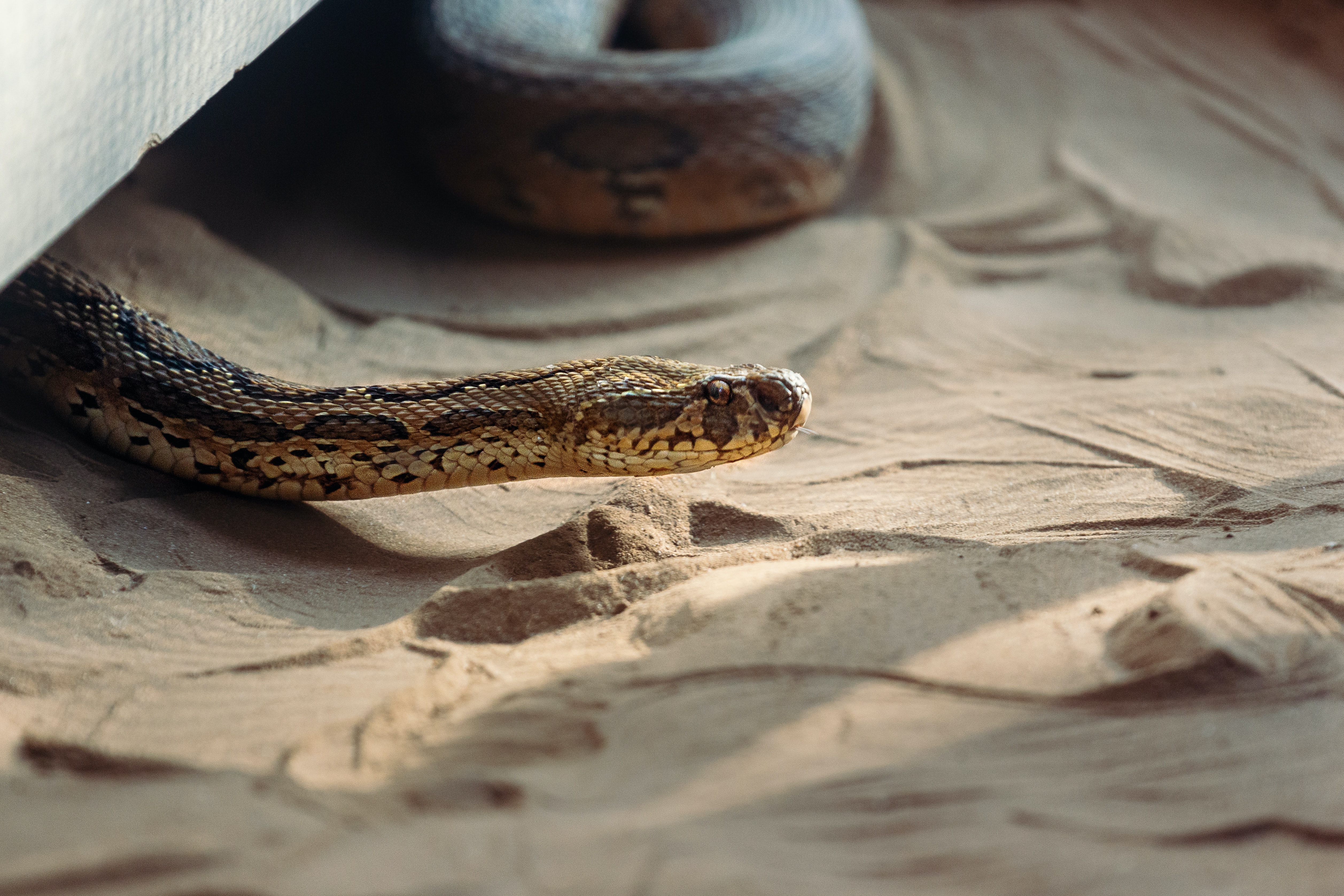 POISONOUS SNAKES IN JHARKHAND