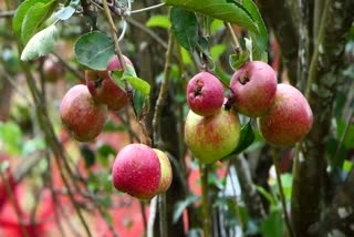 KANTHALLUR APPLE HARVEST SEASON  APPLE ARE READY TO HARVEST  കാന്തല്ലൂരിലെ ആപ്പിൾ തോട്ടം  ഇടുക്കി ആപ്പിള്‍ കൃഷി