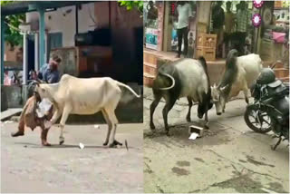 bulls HITTING VIDEO IN RAMAGUNDAM