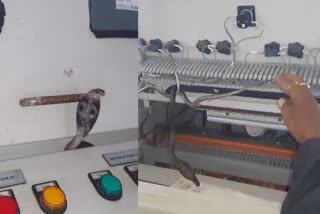 COBRA RESCUE IN KOTA