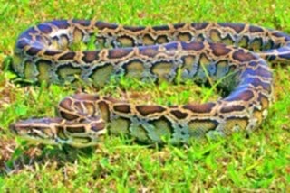 python_in_jungle_clearance_work_at_amaravati