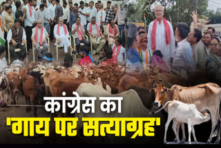 Congress cow Satyagraha