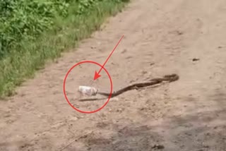 Snake Gets Stuck In Bottle