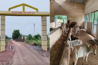 Cow Sanctuary at Jhalam in Chhattisgarh's Bemetara