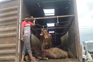 cow smuggling in Dudu